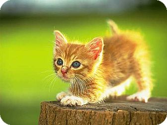 Domestic Shorthair Kitten for Sale in whitestone, New York - Carrottop Domestic Shorthair Kitten for Sale in whitestone, New York - Carrottop