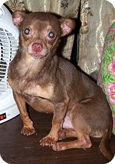 Chihuahua Dog for Sale in Niagra Falls, New York - Coco Chihuahua Dog for Sale in Niagra Falls, New York - Coco