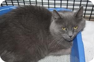 Domestic Longhair Cat for Sale in New Bedford, Massachusetts - Daphne Domestic Longhair Cat for Sale in New Bedford, Massachusetts - Daphne