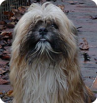 Pekingese Mix Dog for Sale in Brookville, Indiana - Dolly Pekingese Mix Dog for Sale in Brookville, Indiana - Dolly