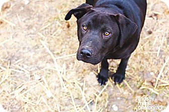 Labrador Retriever Dog for Sale in Carey, Ohio - Barry Labrador Retriever Dog for Sale in Carey, Ohio - Barry