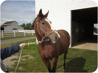 Thoroughbred Mix for Sale in Lexington, Kentucky - Sebastian Thoroughbred Mix for Sale in Lexington, Kentucky - Sebastian