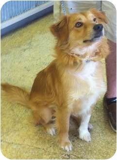 Nova Scotia Duck-Tolling Retriever/Golden Retriever Mix Dog for Sale in Cheshire, Connecticut - Simon Nova Scotia Duck-Tolling Retriever/Golden Retriever Mix Dog for Sale in Cheshire, Connecticut - Simon