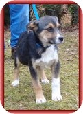 Shepherd (Unknown Type) Mix Puppy for Sale in Allentown, Pennsylvania - Myra Shepherd (Unknown Type) Mix Puppy for Sale in Allentown, Pennsylvania - Myra
