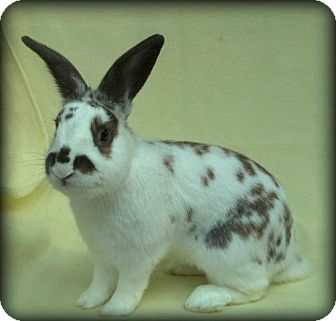 Dwarf Mix for Sale in Williston, Florida - Beardsly Dwarf Mix for Sale in Williston, Florida - Beardsly