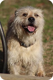 Cairn Terrier Mix Dog for Sale in Hamburg, Pennsylvania - Fraggle Rock Cairn Terrier Mix Dog for Sale in Hamburg, Pennsylvania - Fraggle Rock
