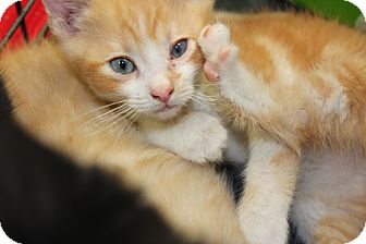 Maine Coon Kitten for Sale in santa monica, California - Enzo Maine Coon Kitten for Sale in santa monica, California - Enzo