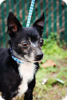 Chihuahua Mix Dog for Sale in Crawfordville, Florida - Cysco Chihuahua Mix Dog for Sale in Crawfordville, Florida - Cysco