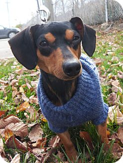 Dachshund Dog for Sale in Detroit, Michigan - Scooby-Adopted! Dachshund Dog for Sale in Detroit, Michigan - Scooby-Adopted!