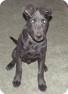 Labrador Retriever Mix Puppy for Sale in Southern, Maine - Chance-LOCAL Labrador Retriever Mix Puppy for Sale in Southern, Maine - Chance-LOCAL