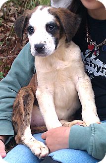St. Bernard/Boxer Mix Puppy for Sale in Springfield, Virginia - Tobias St. Bernard/Boxer Mix Puppy for Sale in Springfield, Virginia - Tobias