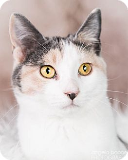 Domestic Shorthair Cat for Sale in Eagan, Minnesota - Sabrina Domestic Shorthair Cat for Sale in Eagan, Minnesota - Sabrina