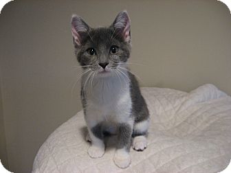 Domestic Shorthair Kitten for Sale in Eagan, Minnesota - Helena Domestic Shorthair Kitten for Sale in Eagan, Minnesota - Helena