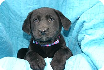 Labrador Retriever Mix Puppy for Sale in Glastonbury, Connecticut - Avon- meet me Labrador Retriever Mix Puppy for Sale in Glastonbury, Connecticut - Avon- meet me