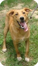 Golden Retriever/Golden Retriever Mix Dog for Sale in Windham, New Hampshire - Lucy ($100 off) Golden Retriever/Golden Retriever Mix Dog for Sale in Windham, New Hampshire - Lucy ($100 off)