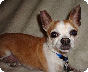 Chihuahua Mix Dog for Sale in Ocala, Florida - Eli Chihuahua Mix Dog for Sale in Ocala, Florida - Eli