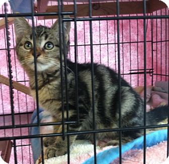 Domestic Shorthair Kitten for Sale in Red Bluff, California - Bella Domestic Shorthair Kitten for Sale in Red Bluff, California - Bella
