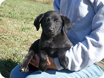 Labrador Retriever Mix Puppy for Sale in Glastonbury, Connecticut - Taloola~adopted~ Labrador Retriever Mix Puppy for Sale in Glastonbury, Connecticut - Taloola~adopted~