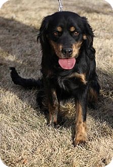 Cocker Spaniel/Boxer Mix Puppy for Sale in Broomfield, Colorado - Doodle Cocker Spaniel/Boxer Mix Puppy for Sale in Broomfield, Colorado - Doodle
