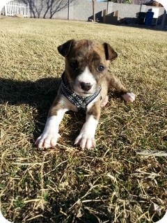 Pit Bull Terrier/Boxer Mix Puppy for Sale in Phoenix, Arizona - Marble - Only $95 adoption! Pit Bull Terrier/Boxer Mix Puppy for Sale in Phoenix, Arizona - Marble - Only $95 adoption!