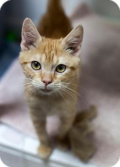 Domestic Shorthair Kitten for Sale in Bluff city, Tennessee - Garfield Domestic Shorthair Kitten for Sale in Bluff city, Tennessee - Garfield
