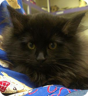 Domestic Longhair Cat for Sale in Richboro, Pennsylvania - Rihanna Domestic Longhair Cat for Sale in Richboro, Pennsylvania - Rihanna