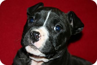 American Pit Bull Terrier Mix Puppy for Sale in Glastonbury, Connecticut - Wendy~meet me! American Pit Bull Terrier Mix Puppy for Sale in Glastonbury, Connecticut - Wendy~meet me!