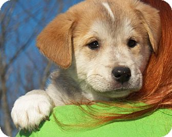 Labrador Retriever/Husky Mix Puppy for Sale in Sussex, New Jersey - Laci Labrador Retriever/Husky Mix Puppy for Sale in Sussex, New Jersey - Laci