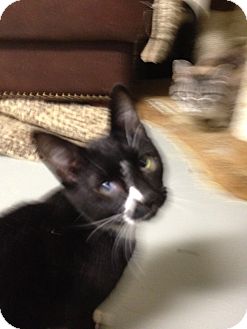 Domestic Shorthair Cat for Sale in Wenatchee, Washington - Jumpin Jack Flash Domestic Shorthair Cat for Sale in Wenatchee, Washington - Jumpin Jack Flash