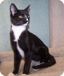 Domestic Shorthair Kitten for Sale in Colorado Springs, Colorado - K-Dave4-Monkey Domestic Shorthair Kitten for Sale in Colorado Springs, Colorado - K-Dave4-Monkey