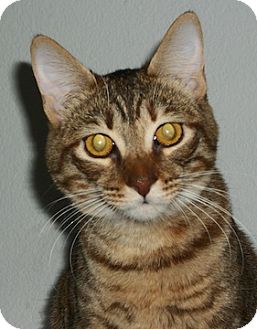 Domestic Shorthair Cat for Sale in North Highlands, California - Hula Domestic Shorthair Cat for Sale in North Highlands, California - Hula