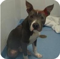American Pit Bull Terrier Mix Dog for Sale in Gainesville, Florida - Jett American Pit Bull Terrier Mix Dog for Sale in Gainesville, Florida - Jett