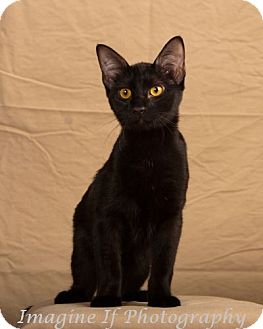 Domestic Shorthair Kitten for Sale in Edmond, Oklahoma - Twilight Domestic Shorthair Kitten for Sale in Edmond, Oklahoma - Twilight