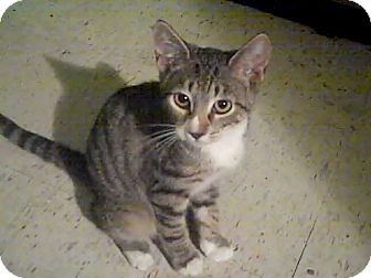 American Shorthair Kitten for Sale in Bradenton, Florida - Evie American Shorthair Kitten for Sale in Bradenton, Florida - Evie