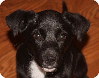 Border Collie Mix Puppy for Sale in East Rockaway, New York - Dani Border Collie Mix Puppy for Sale in East Rockaway, New York - Dani