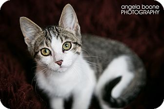 Domestic Shorthair Kitten for Sale in Eagan, Minnesota - Lincoln Domestic Shorthair Kitten for Sale in Eagan, Minnesota - Lincoln