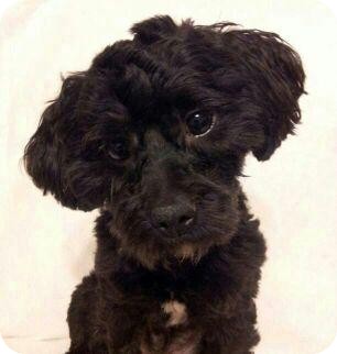 Poodle (Miniature) Mix Dog for Sale in Bridgeton, Missouri - Parker Poodle (Miniature) Mix Dog for Sale in Bridgeton, Missouri - Parker