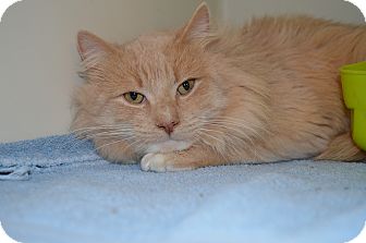 Maine Coon Cat for Sale in N. Berwick, Maine - Jinx Maine Coon Cat for Sale in N. Berwick, Maine - Jinx