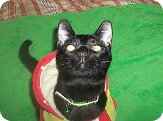 American Shorthair Cat for Sale in Glen cove, New York - DILLIE American Shorthair Cat for Sale in Glen cove, New York - DILLIE