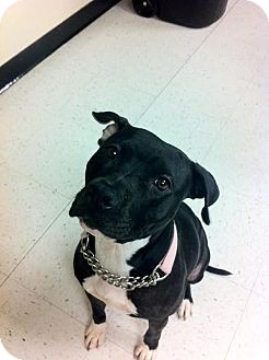 American Staffordshire Terrier Mix Dog for Sale in Scottsdale, Arizona - Petunia American Staffordshire Terrier Mix Dog for Sale in Scottsdale, Arizona - Petunia