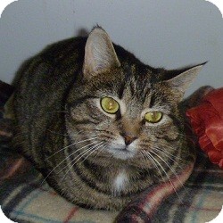 Domestic Shorthair Cat for Sale in Hamburg, New York - Cheri Domestic Shorthair Cat for Sale in Hamburg, New York - Cheri