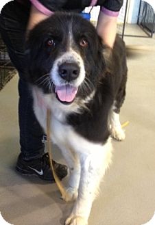 Newfoundland Mix Dog for Sale in Richmond, Virginia - Maggie Newfoundland Mix Dog for Sale in Richmond, Virginia - Maggie