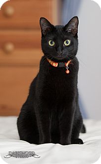Domestic Shorthair Cat for Sale in St. Louis, Missouri - Liesl Domestic Shorthair Cat for Sale in St. Louis, Missouri - Liesl