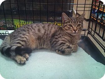 Bengal Cat for Sale in Modesto, California - Daisy Bengal Cat for Sale in Modesto, California - Daisy
