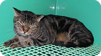 Bengal Cat for Sale in Laguna Woods, California - Lovey Bengal Cat for Sale in Laguna Woods, California - Lovey