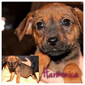 Dachshund/Beagle Mix Puppy for Sale in Westland, Michigan - Harmonica Dachshund/Beagle Mix Puppy for Sale in Westland, Michigan - Harmonica