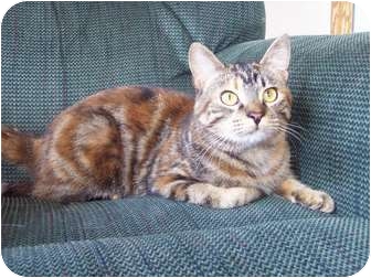 Domestic Shorthair Cat for Sale in Eagan, Minnesota - Giselle Domestic Shorthair Cat for Sale in Eagan, Minnesota - Giselle