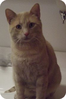 Domestic Shorthair Cat for Sale in Colorado Springs, Colorado - Jordan Domestic Shorthair Cat for Sale in Colorado Springs, Colorado - Jordan