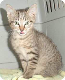 Domestic Shorthair Kitten for Sale in Porter, Texas - Spice Domestic Shorthair Kitten for Sale in Porter, Texas - Spice