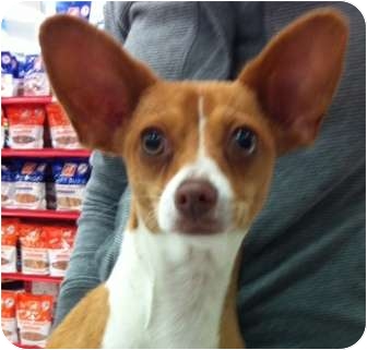 Chihuahua Mix Puppy for Sale in Studio City, California - Lola Chihuahua Mix Puppy for Sale in Studio City, California - Lola